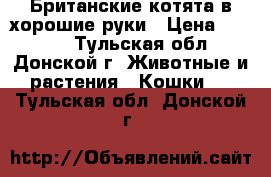 Британские котята в хорошие руки › Цена ­ 2 000 - Тульская обл., Донской г. Животные и растения » Кошки   . Тульская обл.,Донской г.